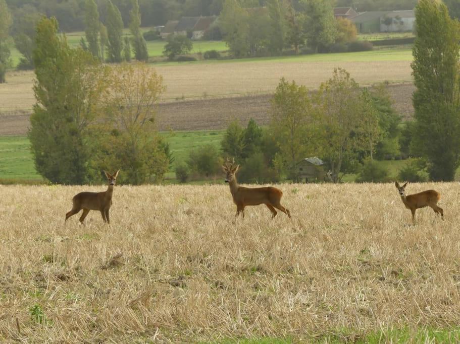 Maison De Bourg Paisible Parcay-sur-Vienne Buitenkant foto